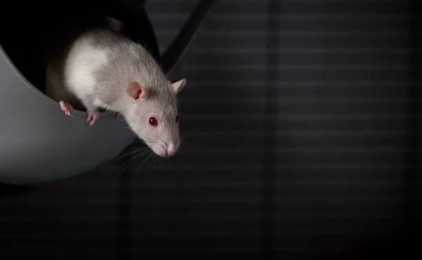 istock Red eyed rodent looks curious to the camera. 921587550