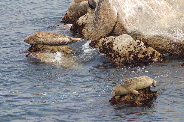 istock Harbor Seals in the Bay 92158831