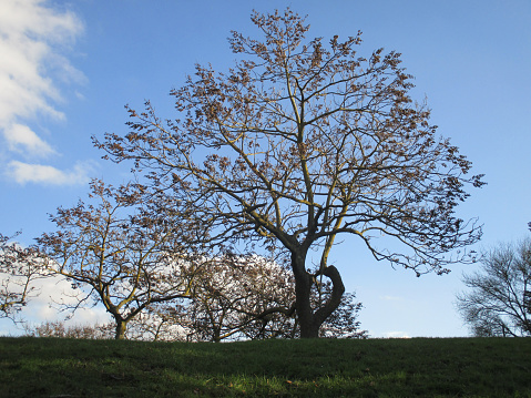 Imperial Paulownia in winter without foliage