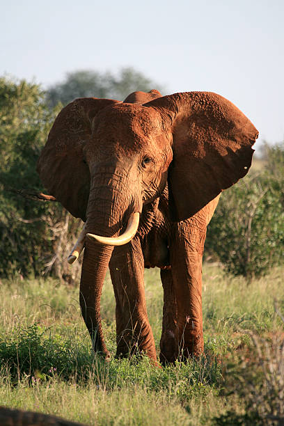 istock Red Elephant Tsavo East Kenya 92159127
