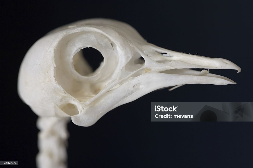 鳥のスカル - 大きめのハトのロイヤリティフリーストックフォト