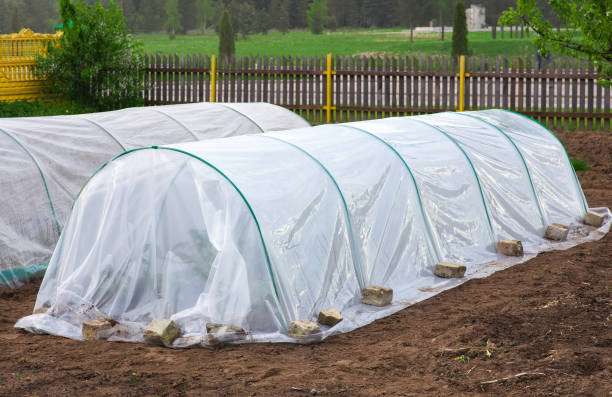 istock Vegetable patch with seedlings covered with spunbond and polyethylene film to keep humidity and against ground frost in the spring garden 921593836