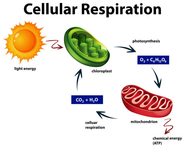 illustrations, cliparts, dessins animés et icônes de schéma montrant la respiration cellulaire - photosynthèse