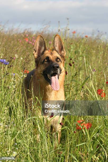 Foto de Cão Pastor Alemão e mais fotos de stock de Alemanha - Alemanha, Amizade, Animal