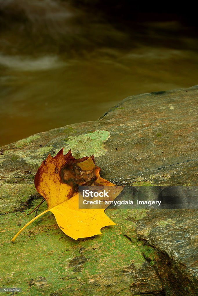 Herbst Blatt Nahaufnahme rock-Flechte - Lizenzfrei Abstrakt Stock-Foto