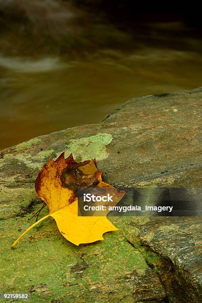 Herbst Blatt Nahaufnahme Rockflechte Stockfoto und mehr Bilder von Abstrakt - Abstrakt, Ahorn, Ahornblatt
