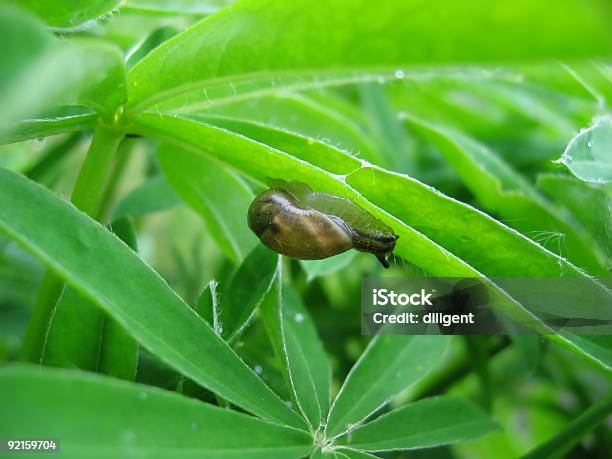 Caracol En La Hoja Foto de stock y más banco de imágenes de Caracol - Caracol, Huerto, Ajardinado