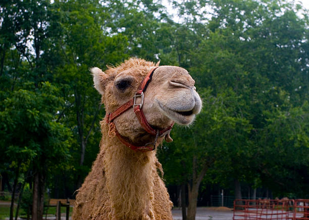 Camel with Harness stock photo