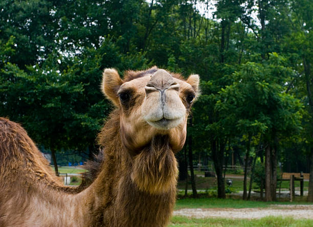 Camel Looking at You stock photo
