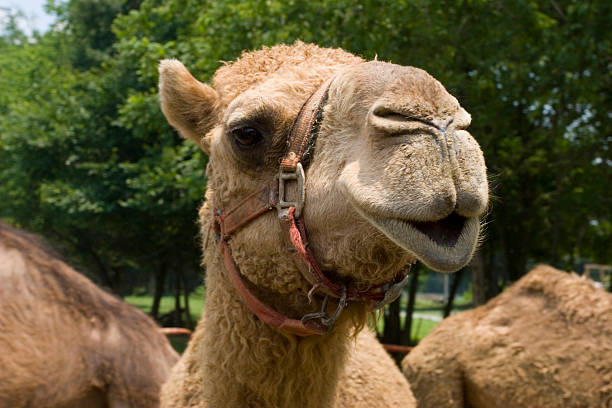 Camel Closeup stock photo