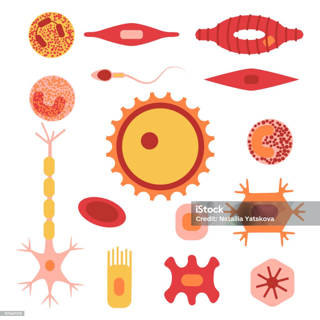 Normal Cell Types Human Cell Type Set Stock Illustration - Download Image Now - Anatomy ...