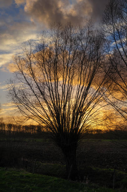 istock Late Afternoon in East Flanders 921601742
