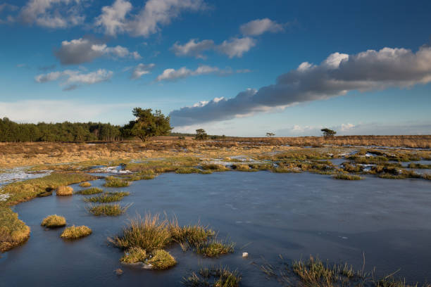 giornata invernale con uno stagno ghiacciato nell'hoge veluwe. - apeldoorn foto e immagini stock