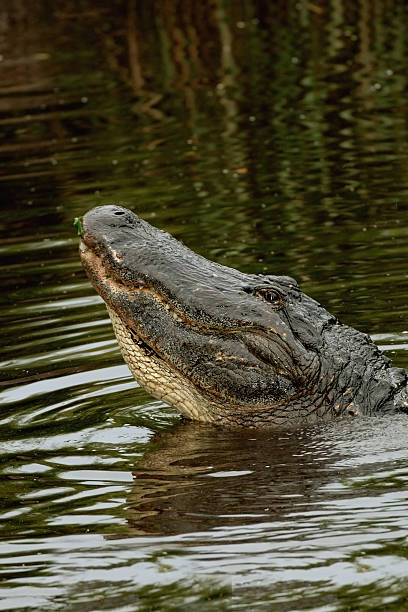 istock Big alligator heads up 92160416