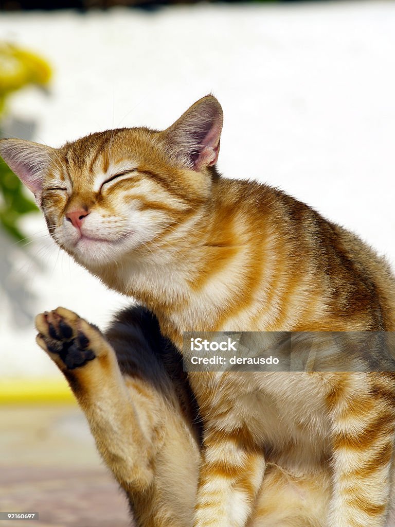 kitty - Photo de Assis libre de droits