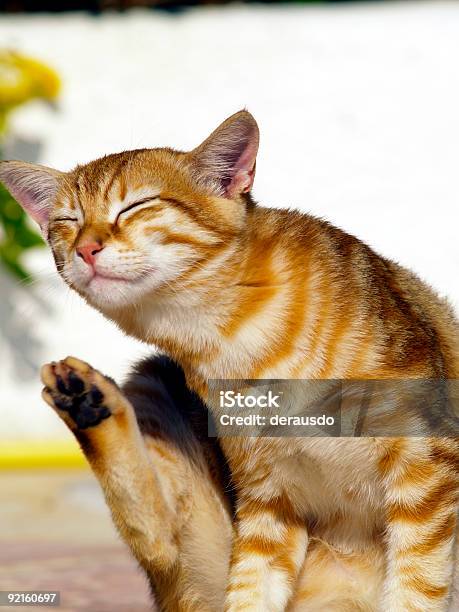 Kitty — стоковые фотографии и другие картинки Вертикальный - Вертикальный, Греция, Домашняя кошка