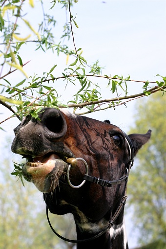 A portrait of a painted dutch warmblood horse eating a tree, focus on the eyes