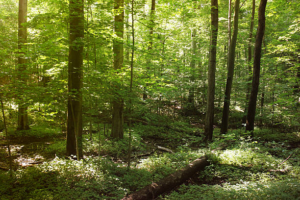 istock Beautiful grove - upstate New York 92160866