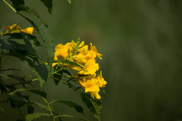 istock Close up of Yellow flower, Yellow elder 921608778
