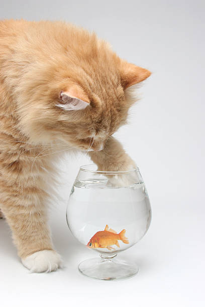 pesce gatto gold - desire effort reaching goldfish foto e immagini stock