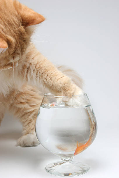 zampa di gatto - desire effort reaching goldfish foto e immagini stock