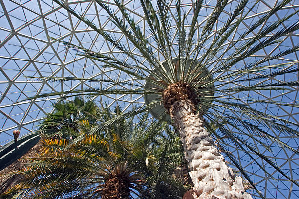istock Palmas in Botanic Garden, Milwaukee 92161134