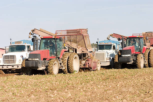 harvest camions et tracteurs travaillant dans le champ récolte du sucre de betteraves - pocatello photos et images de collection