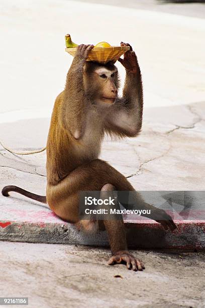 Обезьяна В Зоопарке Таиланда — стоковые фотографии и другие картинки Животное - Животное, Зоопарк, Юмор