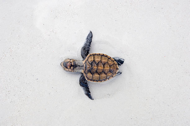 sea turtle salida de un huevo - turtle young animal beach sand fotografías e imágenes de stock