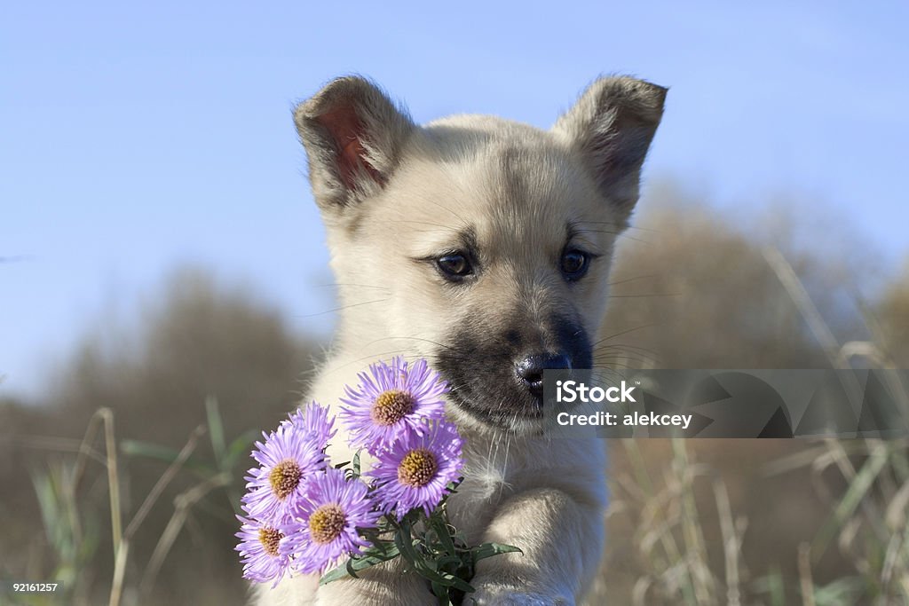 Welpe Hund halten Blumen in forefoots - Lizenzfrei Blau Stock-Foto