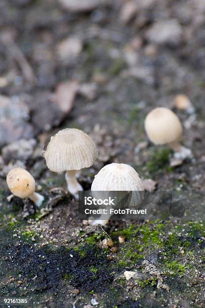 Foto de Cogumelo e mais fotos de stock de Agaricales - Agaricales, Açafrão, Bosque - Floresta