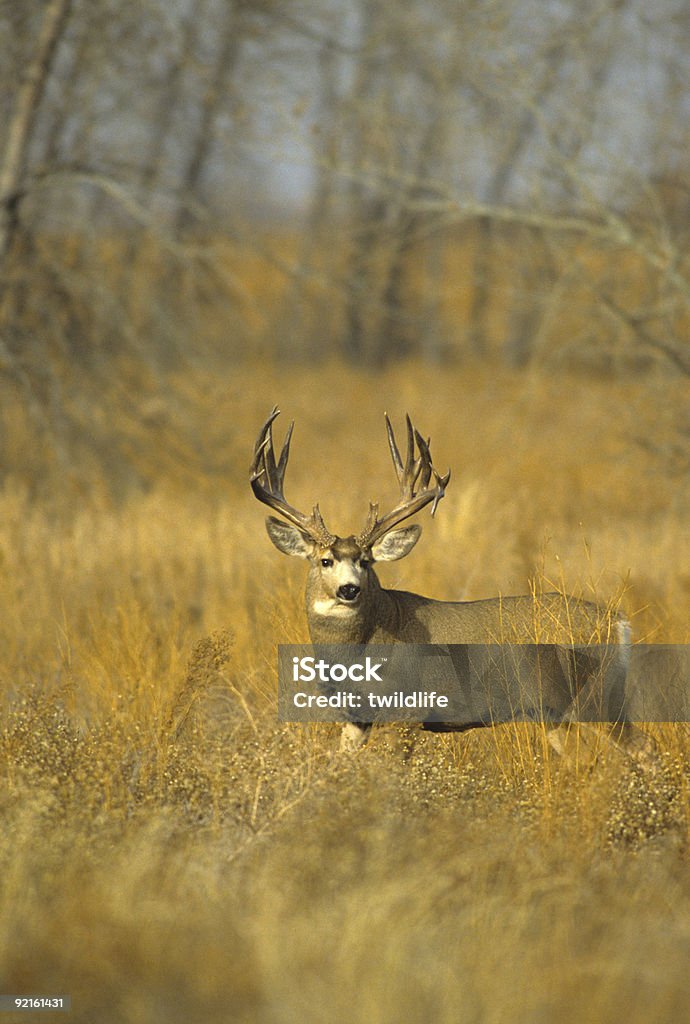 Trophy Mule Deer Buck - Lizenzfrei Bock - Männliches Tier Stock-Foto