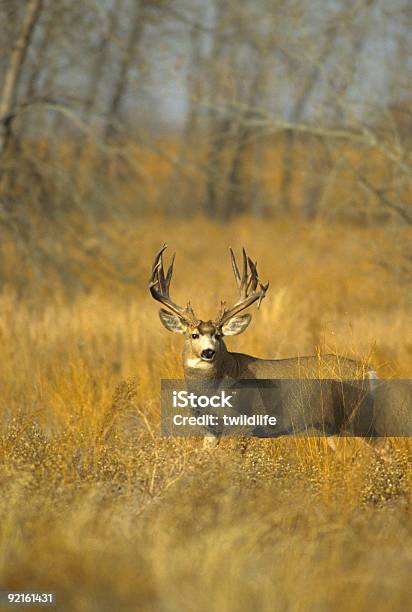 Trophy Mule Deer Buck Stockfoto und mehr Bilder von Bock - Männliches Tier - Bock - Männliches Tier, Ebene, Farbbild