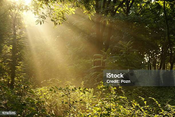 Foto de Nascer Do Sol e mais fotos de stock de Arbusto - Arbusto, Bosque - Área arborizada, Caule