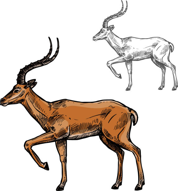 African gazelle or indian antelope animal sketch Gazelle or antelope sketch of african and indian wild mammal animal. Brown antelope with curved horns standing with raised leg isolated icon for safari tour, hunting sport and zoo themes design impala stock illustrations