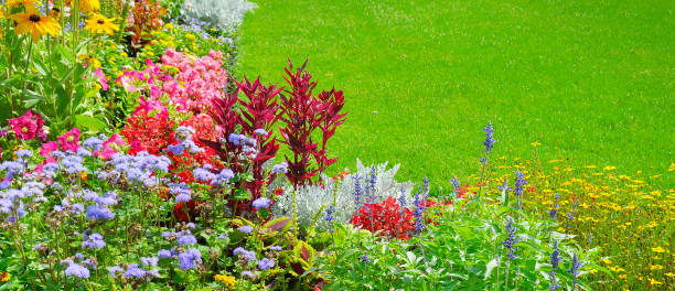 istock Summer flower bed and green lawn. 921618088