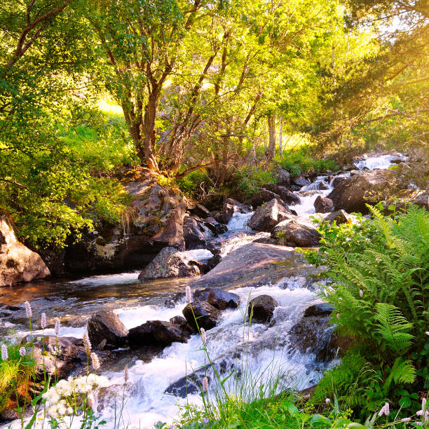 istock Stormy mountain river. Picturesque forest. 921618192