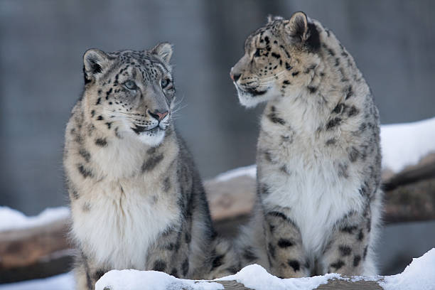 two snow leopards called snowflake and makalu - leopard 2 個照片及圖片檔