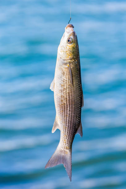 istock Caught fish hanging at fishing line 921620388