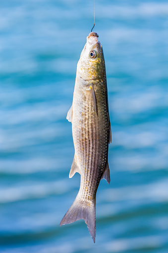 Caught Fish Hanging At Fishing Line Stock Photo - Download Image Now -  Animal, Animal Fin, Blue - iStock