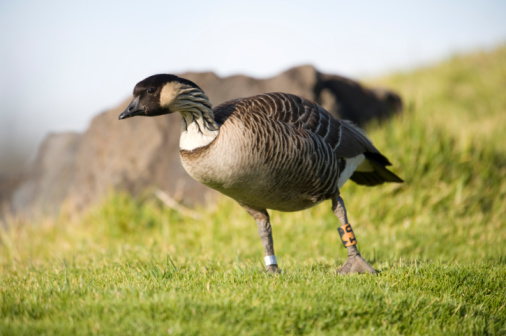A closeup shot of a Canada goose (Branta canadensis) on the grass