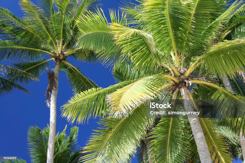 Céu azul palm boracay island philippibnes - Royalty-free Abaixo Foto de stock