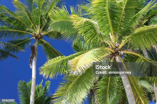 Céu Azul Palm Boracay Island Philippibnes - Fotografias de stock e mais imagens de Abaixo - Abaixo, Acima, Alto - Descrição Física