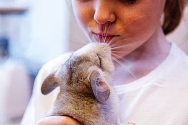 Little gray-white chinchilla sits on the hands Little gray-white chinchilla sits on the hands baby mice stock pictures, royalty-free photos & images