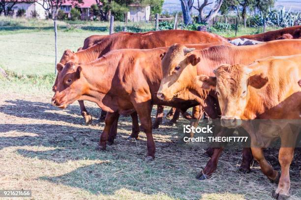 Herd Of Cattle On Their Way To Greener Pastures Stock Photo - Download Image Now - Agricultural Building, Agriculture, Animal