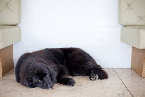 Newfoundland Dog on Dog Show
