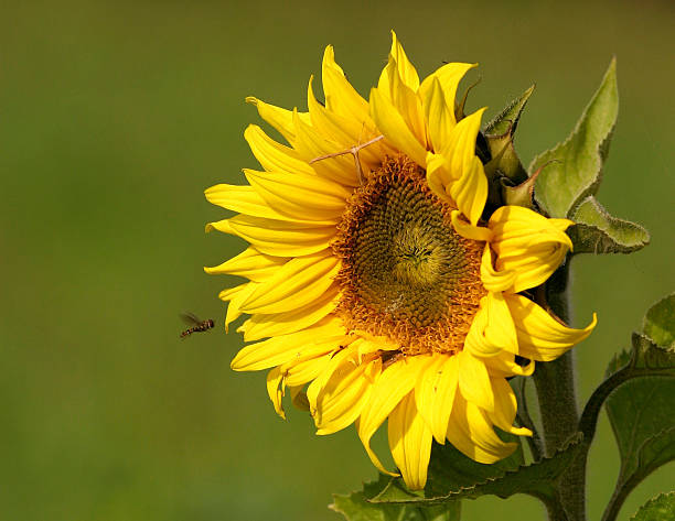 Sunflower - fotografia de stock