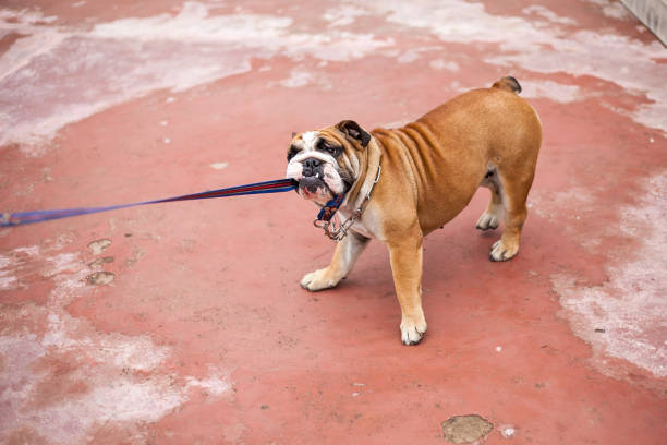 English bulldog playing
