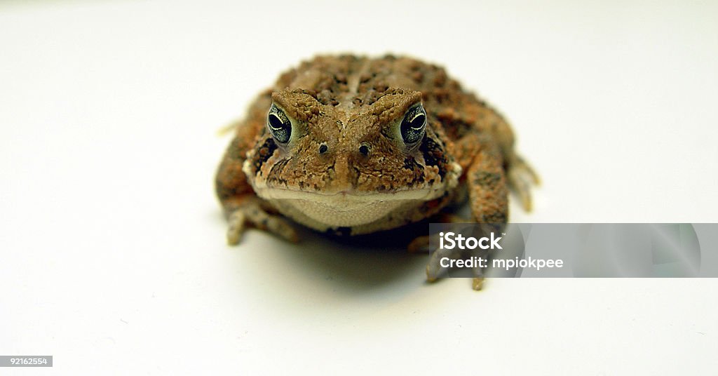 Sitzung-Kröte - Lizenzfrei Farbbild Stock-Foto