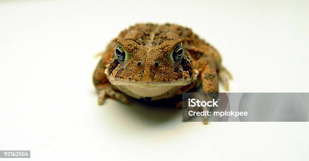 Sitzungkröte Stockfoto und mehr Bilder von Farbbild - Farbbild, Fotografie, Horizontal